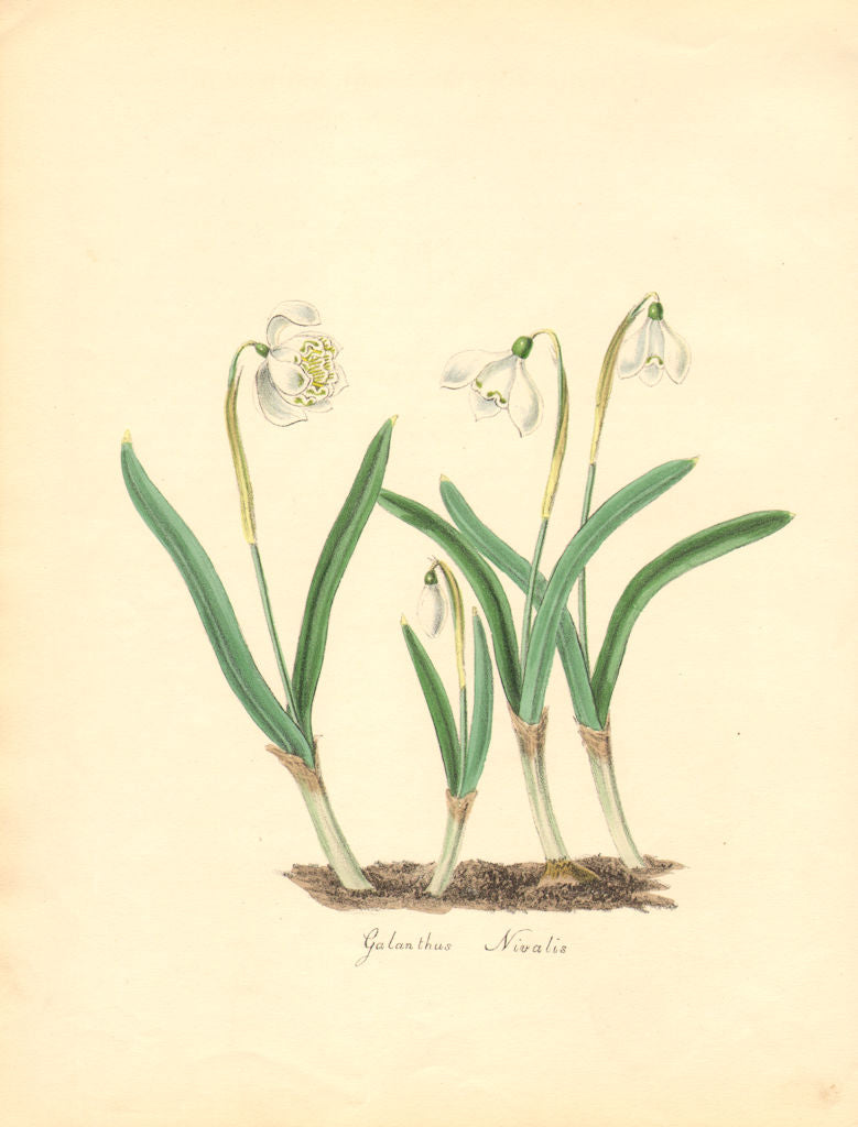PLANTAE UTILIORES. The Snow Drop (Galanthus nivalis) Hand colour. BURNETT 1842
